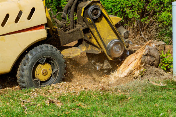Best Tree Maintenance Programs  in Riverse, ID