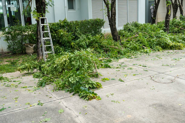 Best Tree Risk Assessment  in Riverse, ID